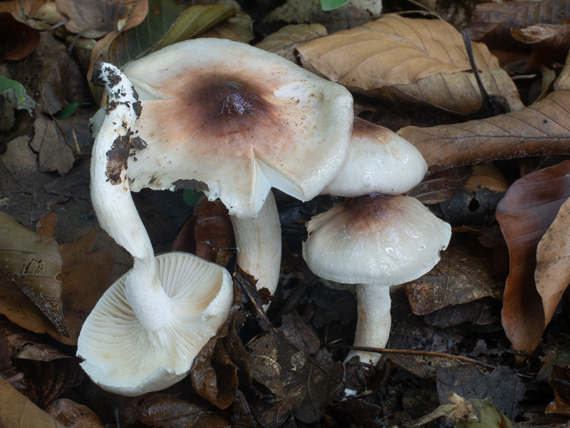 Hygrophorus roseodiscoideus